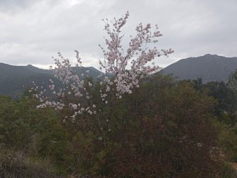 primavera.jpg